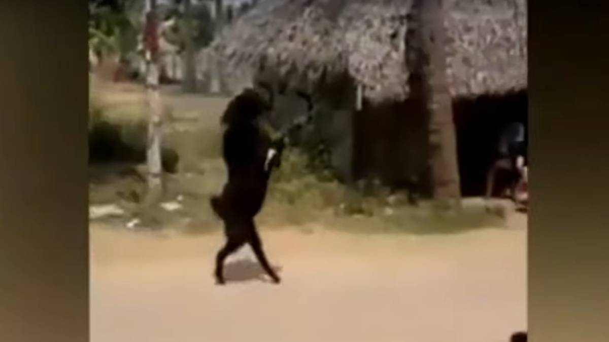Cabra negra poseída camina como humano y se vuelve viral (video)