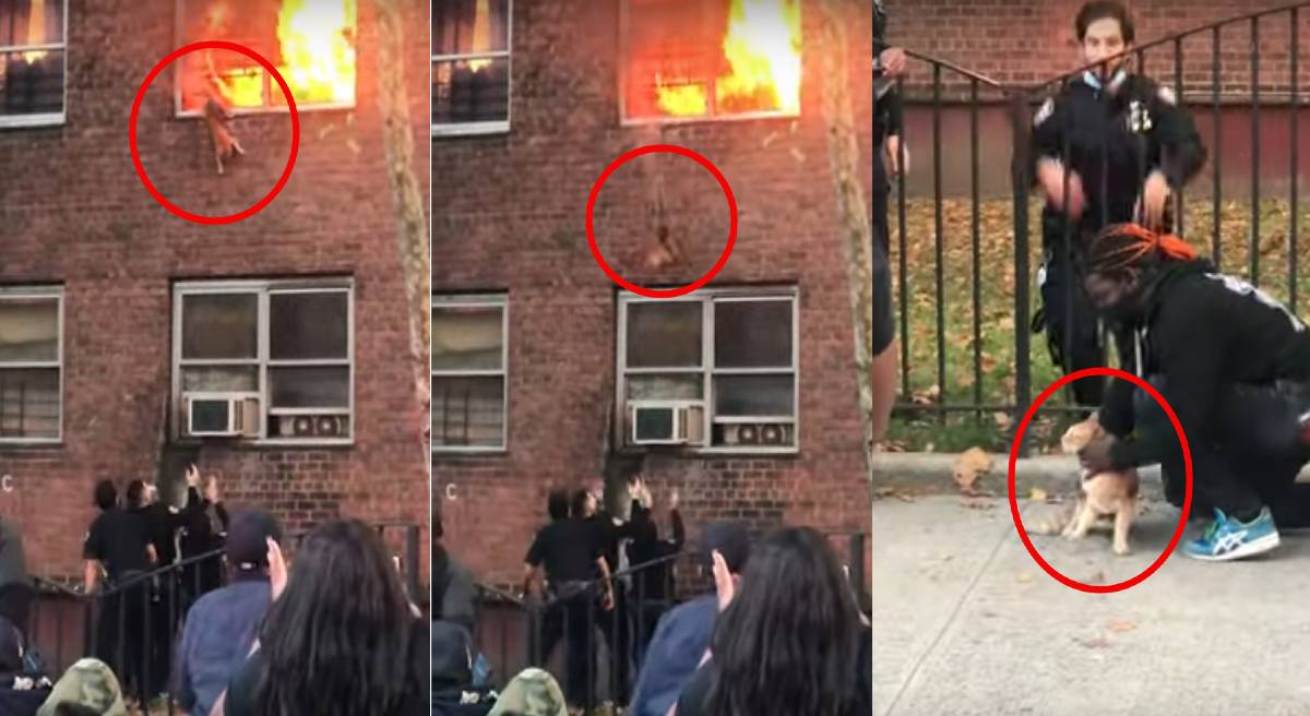 Gato escapa de un incendio con un increíble salto, aunque sufrió quemaduras (video)
