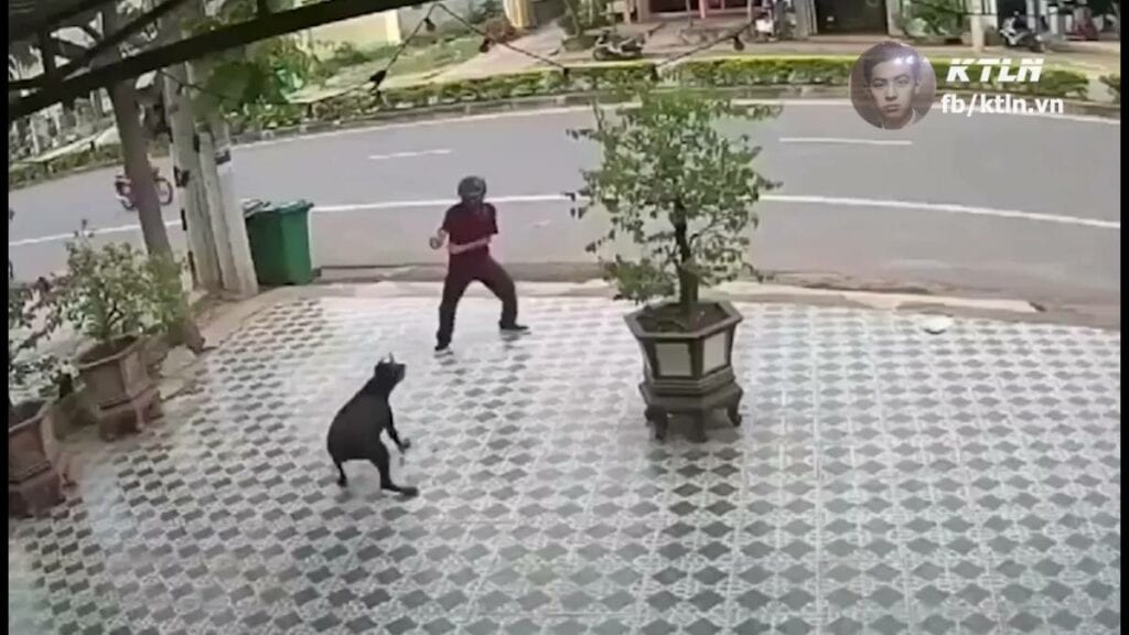 Imita a 'Karate Kid' para salvarse del ataque de unos perros