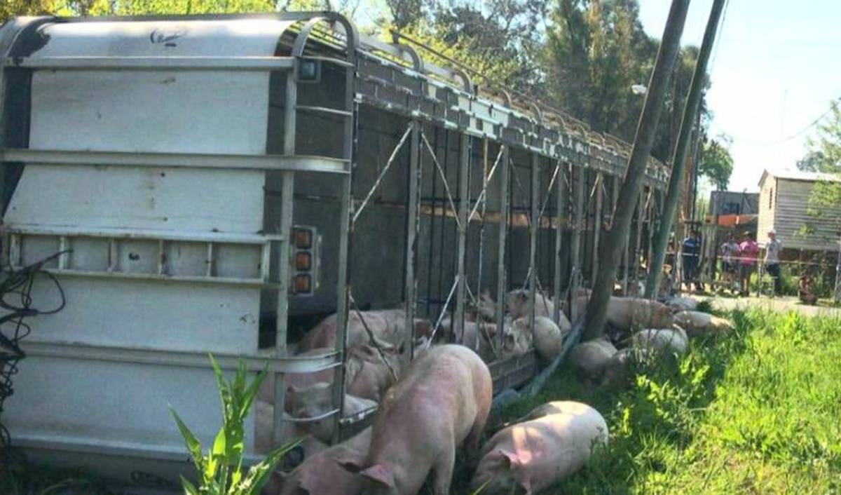 Masacran a cerdos tras la volcadura del camión que los transportaba (videos)
