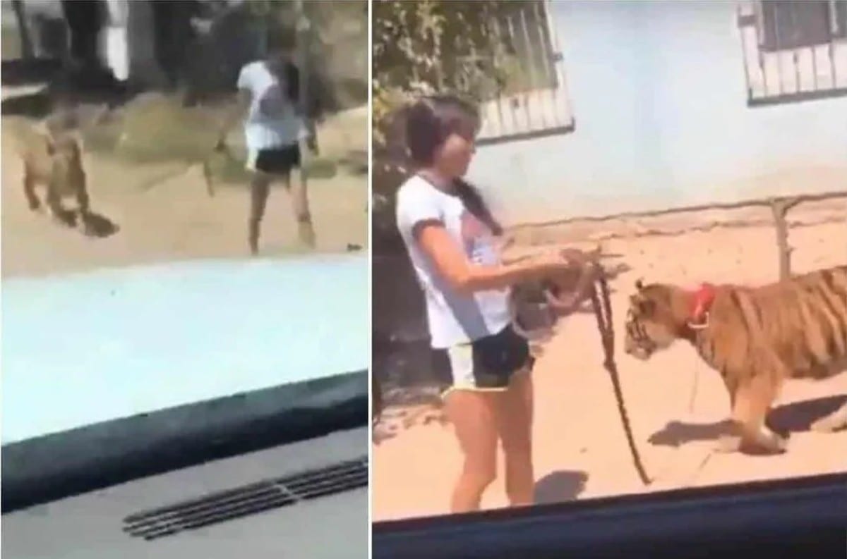 Una niña paseó un tigre de bengala por calles de Sinaloa.