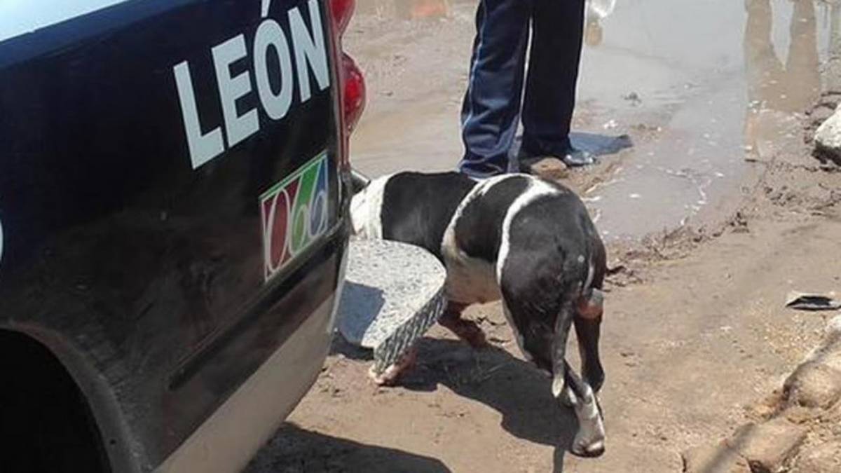 ¡Perra violencia! Hasta los perros aumentan sus ataques en Guanajuato