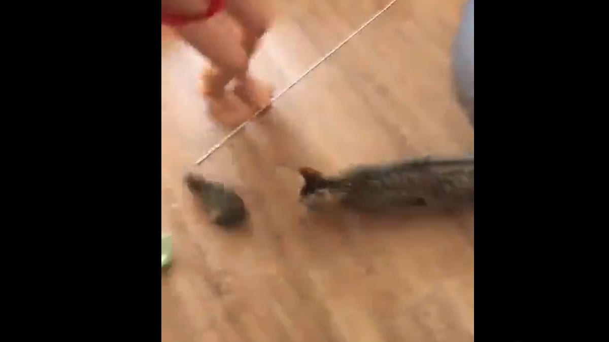 Está jugando con conejito bebé , dice una nena, pero cuando le muestra a su madre, se lleva una terrible sorpresa (video viral)