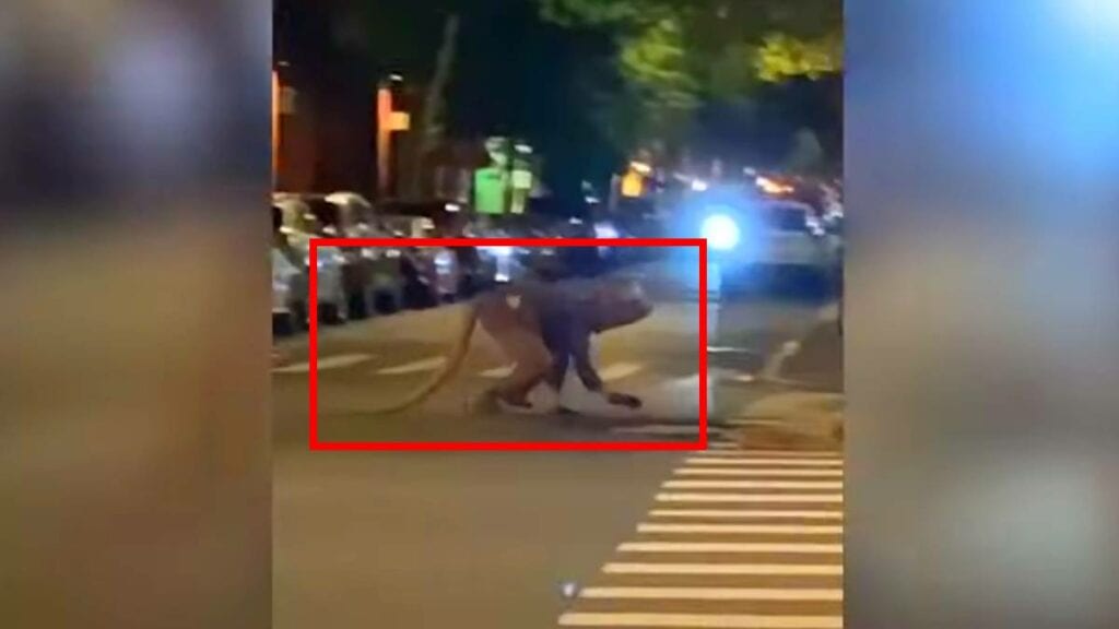 Hombre rata aparece en calles de Nueva York y se hace viral; el video tiene 2 millones de visitas