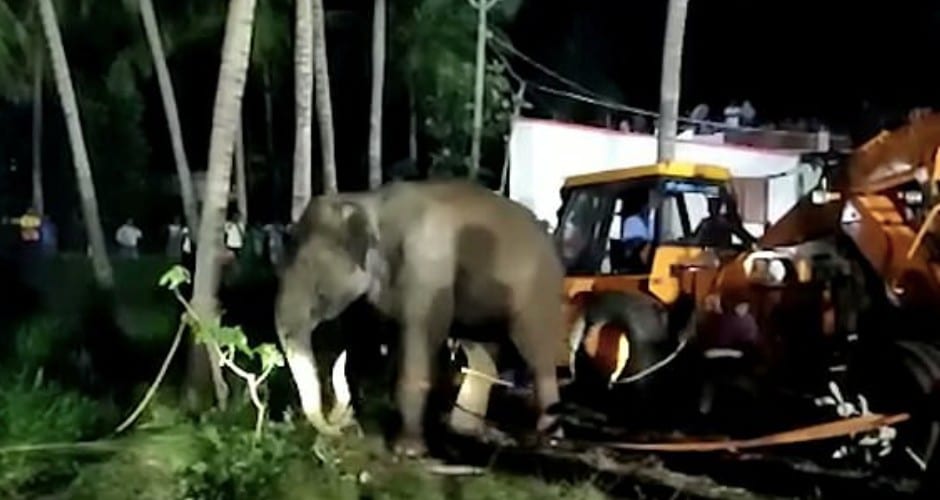 video rescatan elefante que cayo pozo 15 metros 1