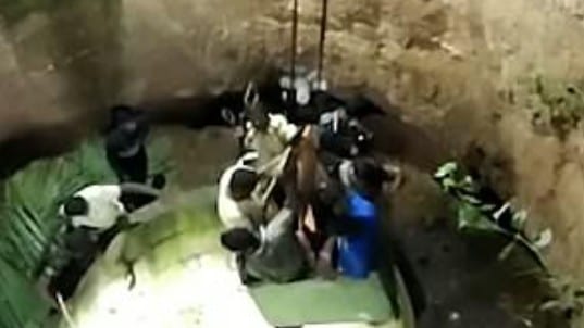 video rescatan elefante que cayo pozo 15 metros 2