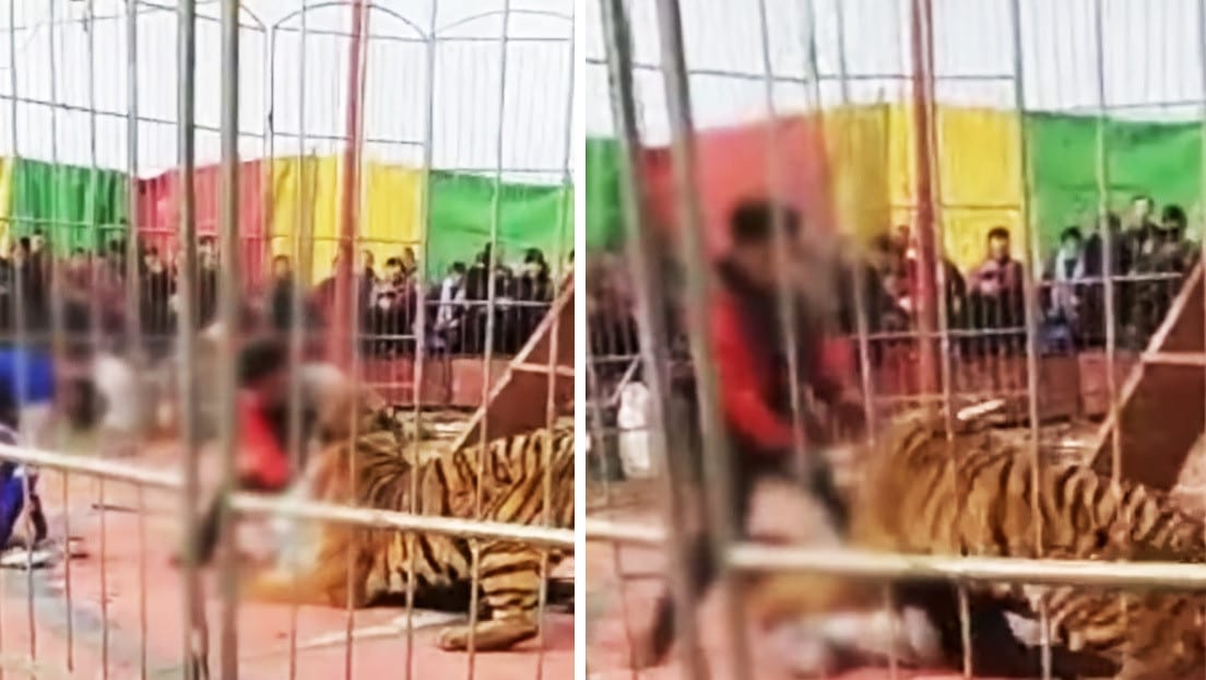 Un tigre atacó a su domador en una función de circo, en China.