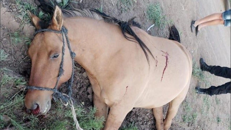 Un borracho mata a un caballo que estaba amarrado a un alambrado.