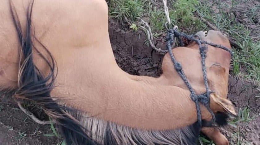Un borracho mata a un caballo que estaba amarrado a un alambrado.