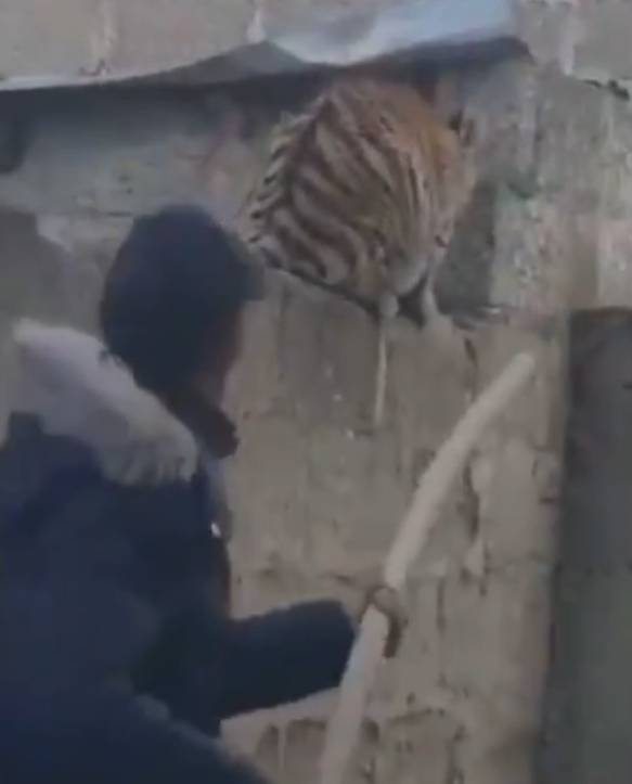 Tigre los acecha desde una barda y causa pavor entre vecinos de Cuautepec (video)_01