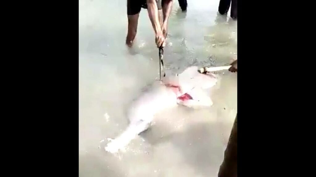 Un delfín es asesinado de manera brutal y lo graban un video