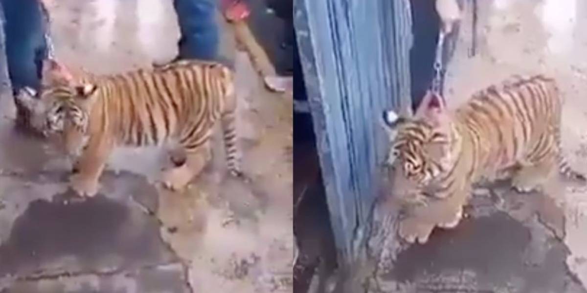 Video de un tigre cachorro, al que sacan a pasear como perro, causa indignación