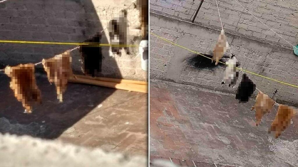 Asesinan perros en Nezahulacóyotl para hacer brujería (video)