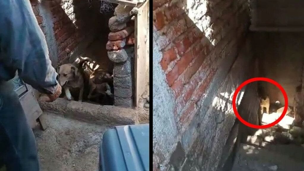 Autoridades de Guanajuato rescataron a 22 perros que estaban en un sótano en condiciones inadecuadas dentro de un inmueble en la colonia El Zapote.