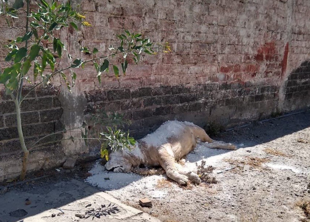 Un ciudadano reportó, a través de redes sociales, que en la Alcaldía Iztapalapa, de la Ciudad de México, dejaron abandonado el cadáver de un león africano en plena calle.