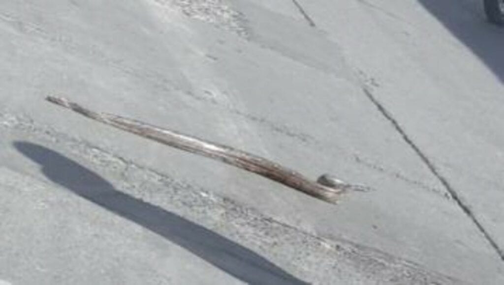 Una serpiente de poco más de un metro de longitud fue captada cruzando las calles de la zona centro de León, Guanajuato. 