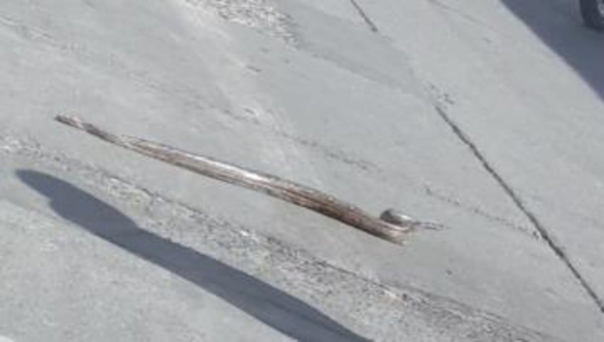 Una serpiente de poco más de un metro de longitud fue captada cruzando las calles de la zona centro de León, Guanajuato. 