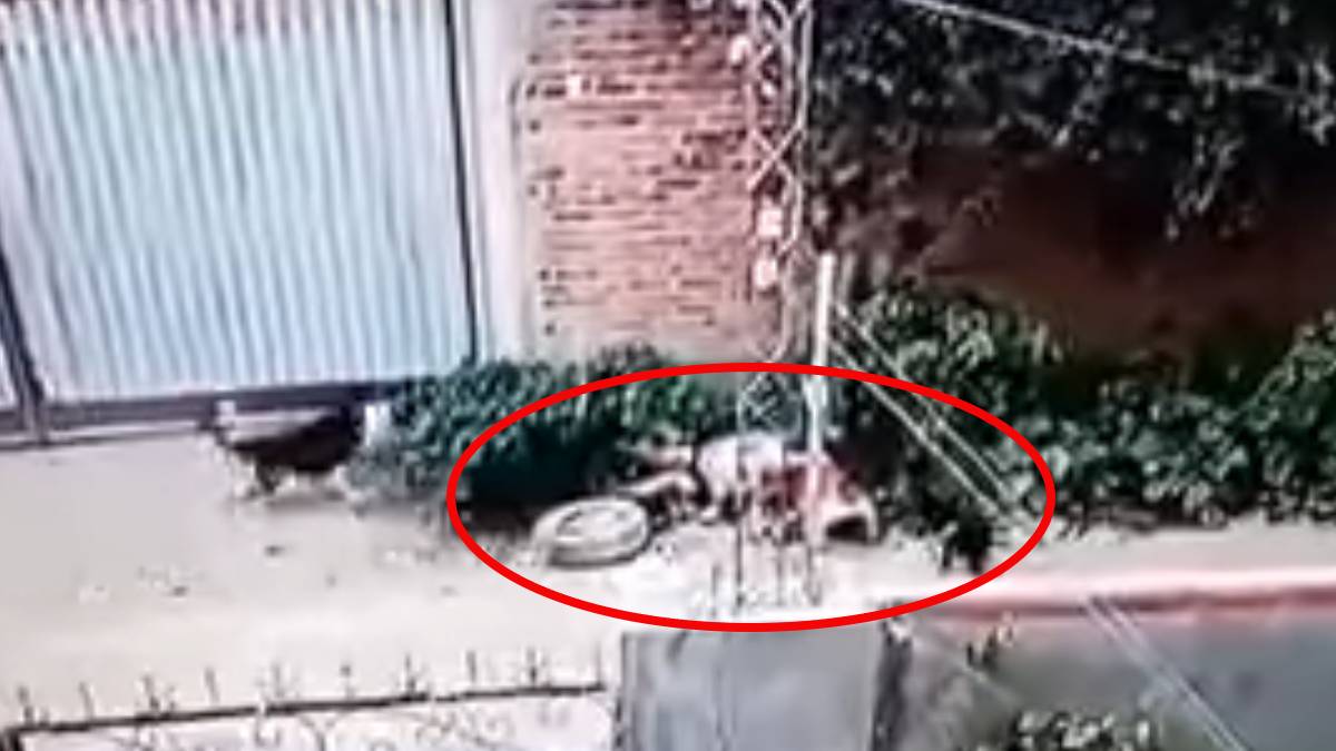 Video perros atacan a una señora que caminaba por la calle; fue llevada a un centro de salud
