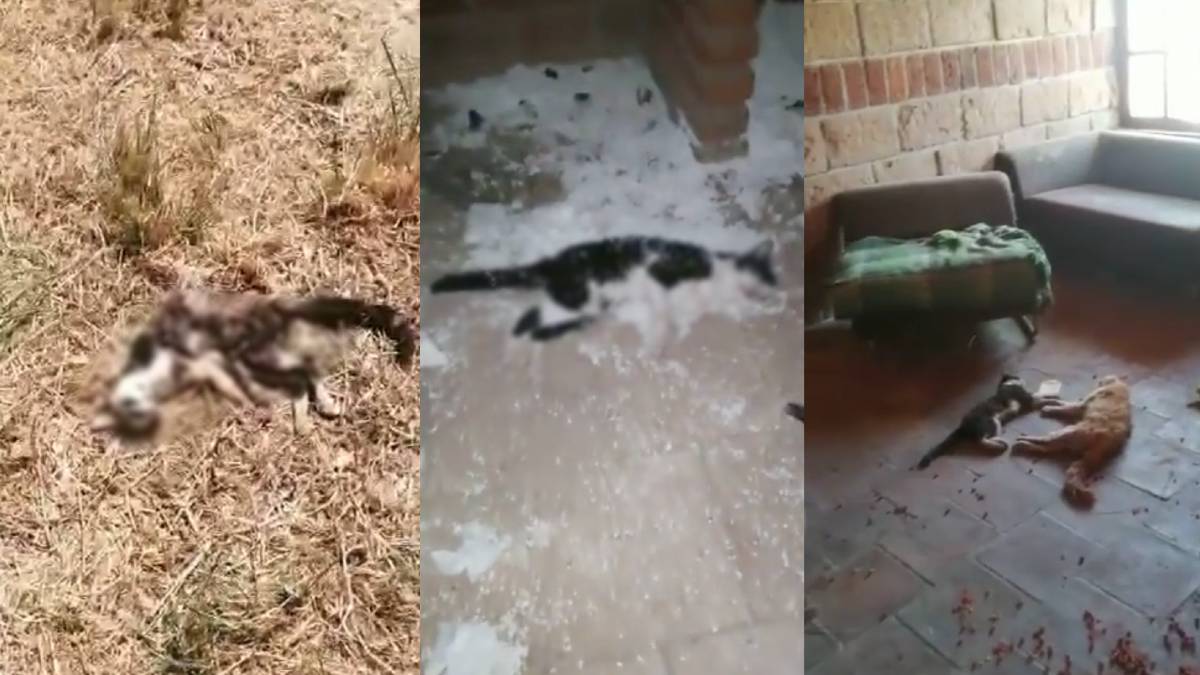 Video 10 gatos asesinados en refugio para mascotas