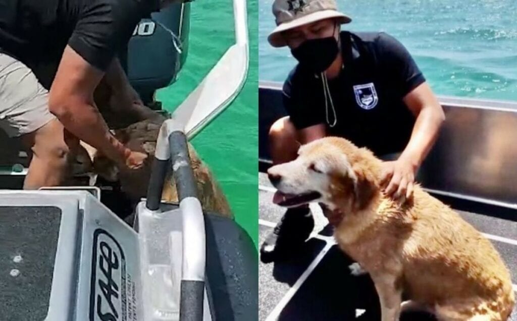 Bomberos de Yucatán salvaron de morir ahogada a una perrita que quedó a la deriva en el mar.