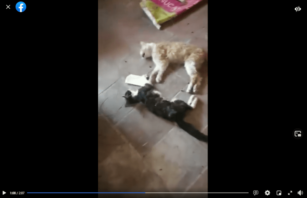 Video: 10 gatos asesinados en refugio para mascotas_03