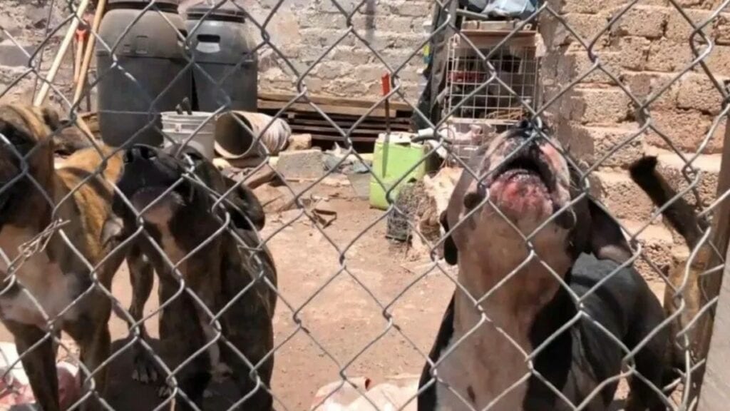 Un grupo de cuatro perros salvajes pitbull mataron a mordidas a un hombre de 30 años en la colonia La Venada, ubicada en Guanajuato.