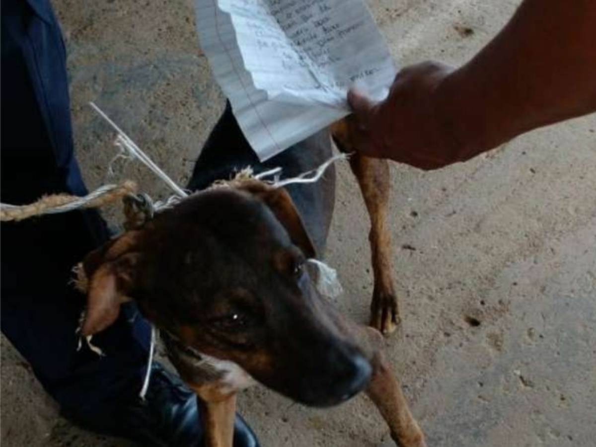 En Panamá detuvieron a un perro cartero, pues el can era usado por los reos para comunicarse entre una cárcel y otra