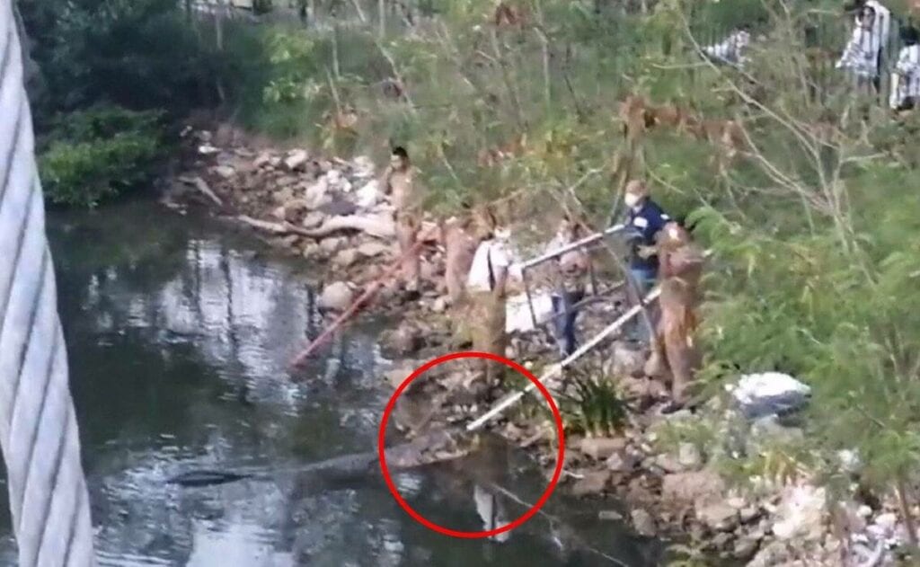 Un cocodrilo de unos tres metros de largo atacó y mató a una mujer de aproximadamente 50 años que se encontraba lavando ropa a las orillas de la Laguna del Carpintero en Tampico, Tamaulipas.
