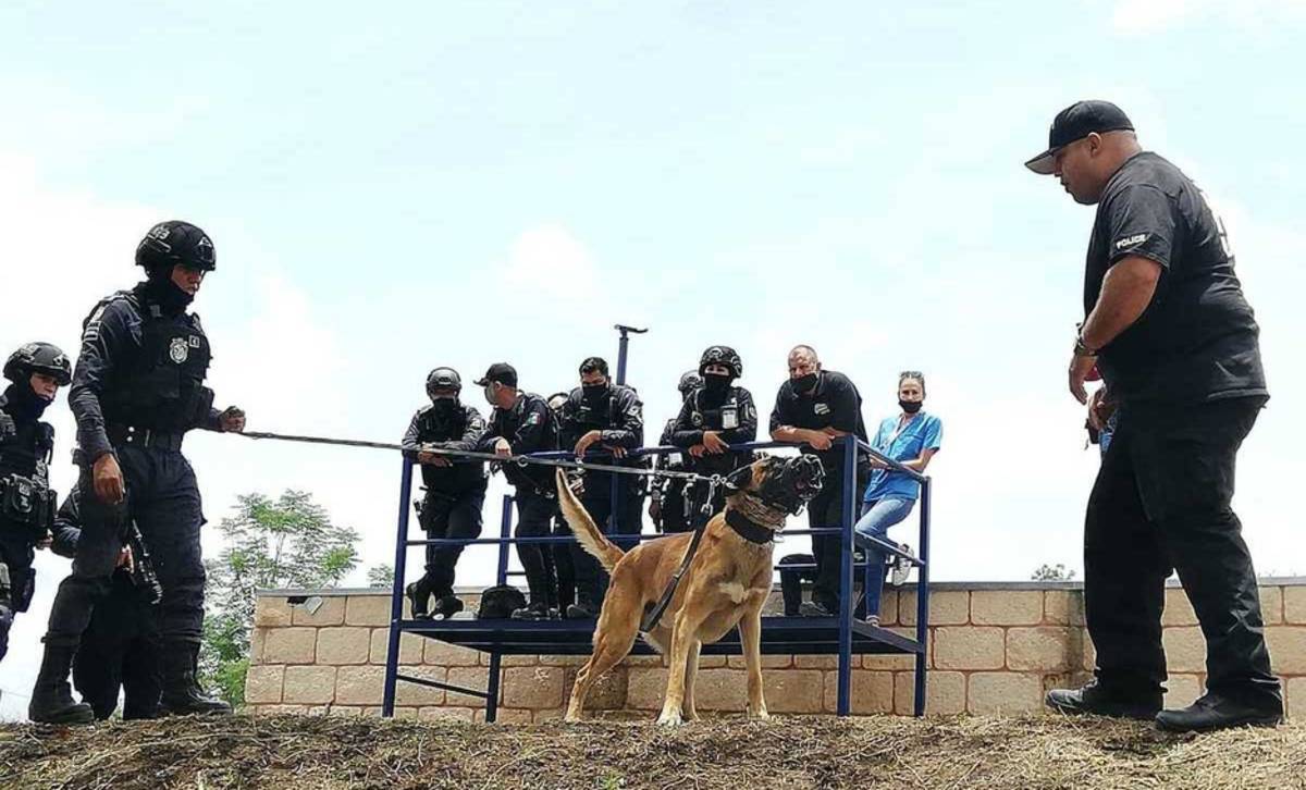 Un total de 13 perros de la Academia Metropolitana de León fueron entrenados para combatir la delincuencia.