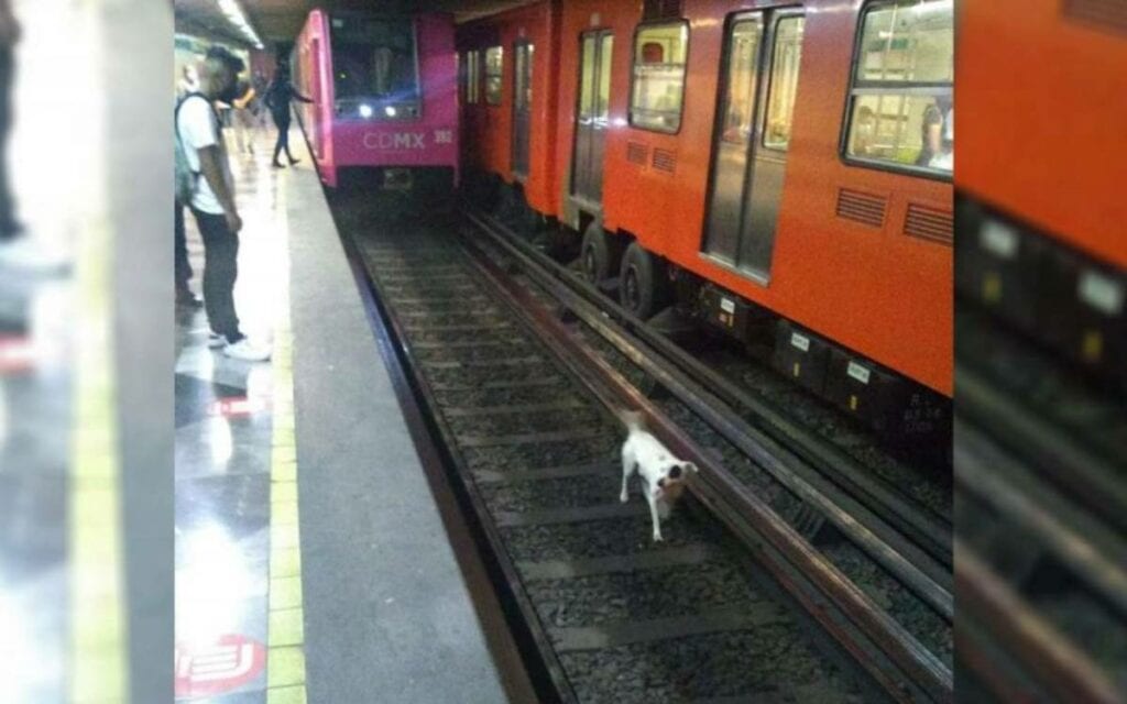 Perrito cae a las vías del metro, pero lo rescatan a tiempo