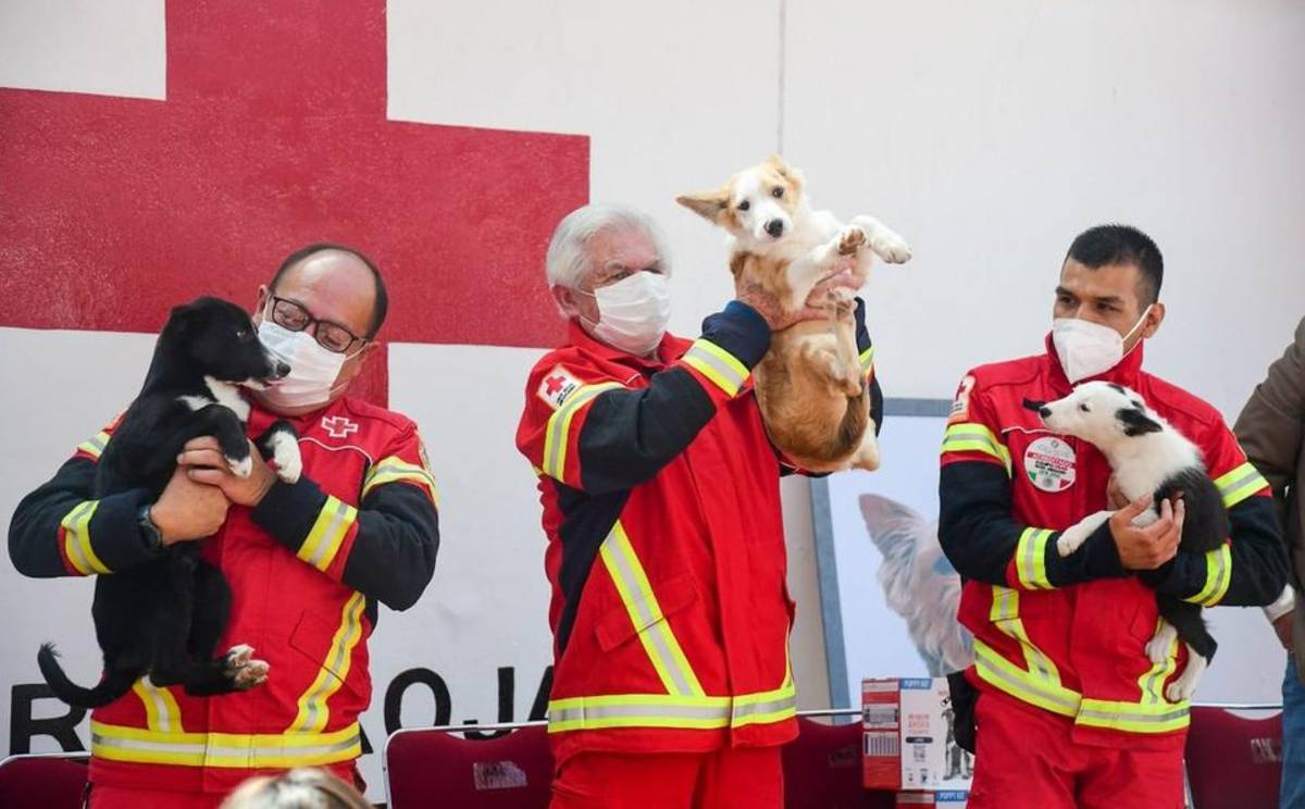La Cruz Roja Mexicana adoptó a tres perritos de la raza Border Collie, quienes serán entrenados en búsqueda y rescate de personas