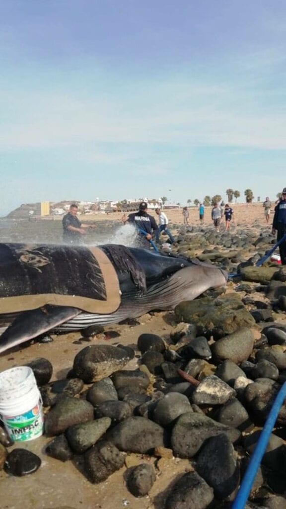 A las orillas de Puerto Peñasco, en el estado de Sonora, apareció varada una ballena.