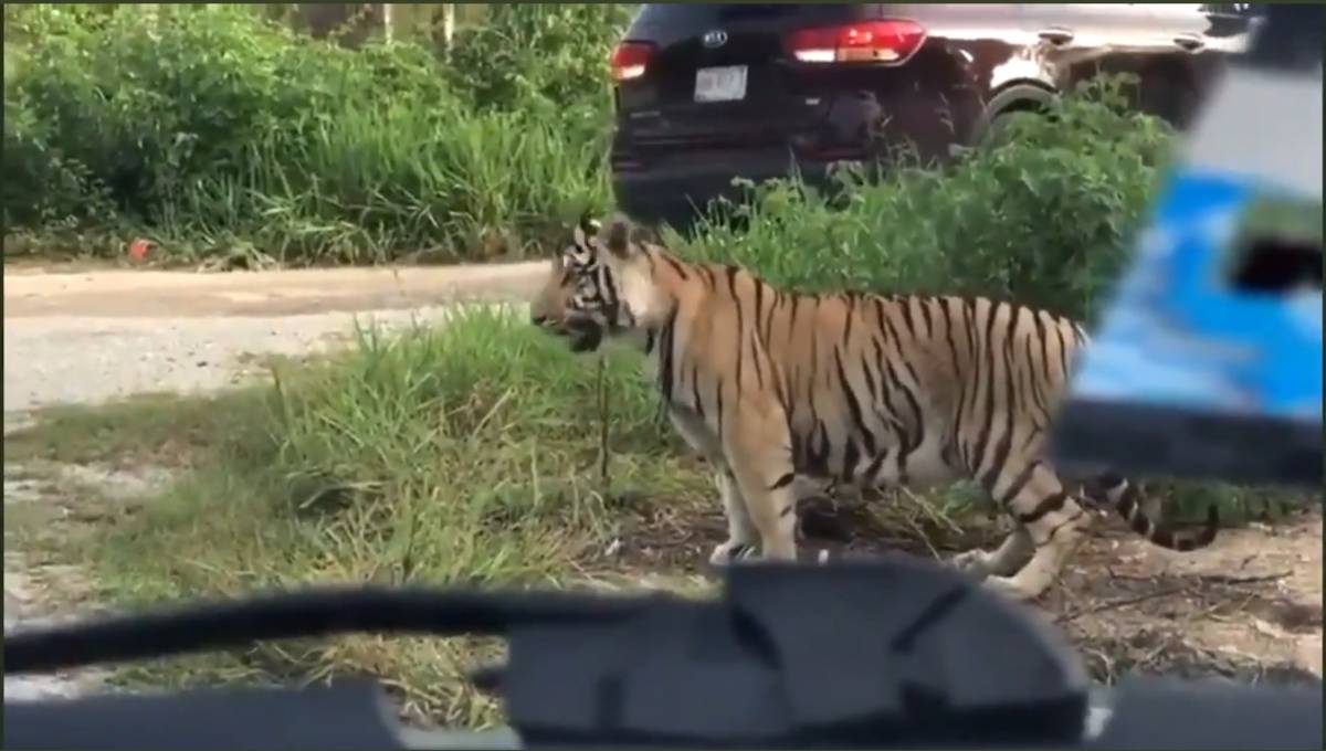Sobre la carretera Cancún-Leona Vicario automovilistas avistaron a un tigre suelto a un costado de la vía, hecho que fue reportado a las autoridades locales.