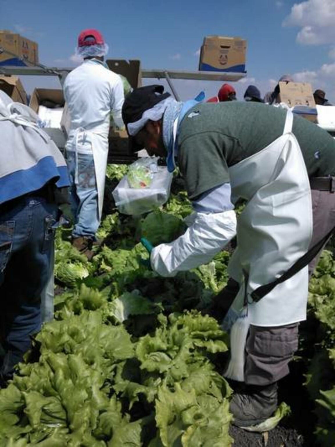 La Coordinadora de Fomento al Comercio Exterior del Estado de Guanajuato (Cofoce) compartió que en el sector agroindustrial hubo un crecimiento del 13%, porque en 2019 se exportaron mil 644 millones de dólares y en 2020 las exportaciones se incrementó a mil 866 millones de dólares.