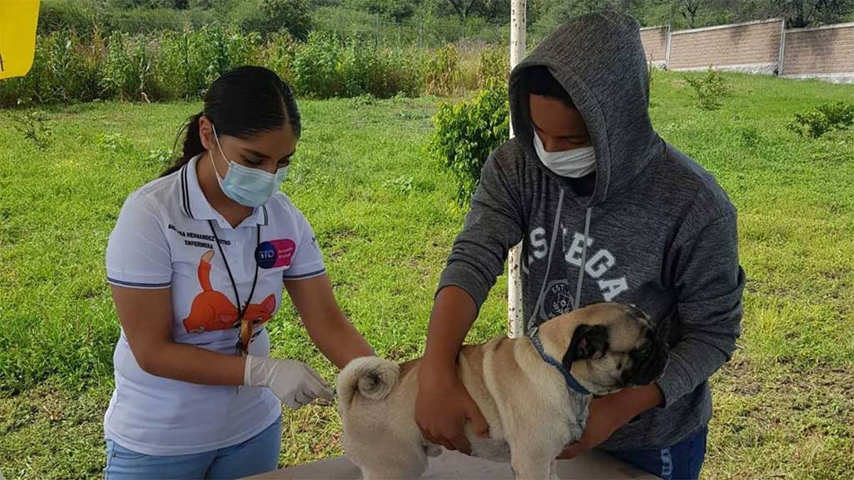 Este próximo domingo arranca la jornada de vacunación antirrábica en el estado de Guanajuato, periodo en el que la Secretaria de Salud en la entidad (SSEG) tiene la meta de aplicar mínimo  800 mil dosis para inmunizar a perros y gatos.