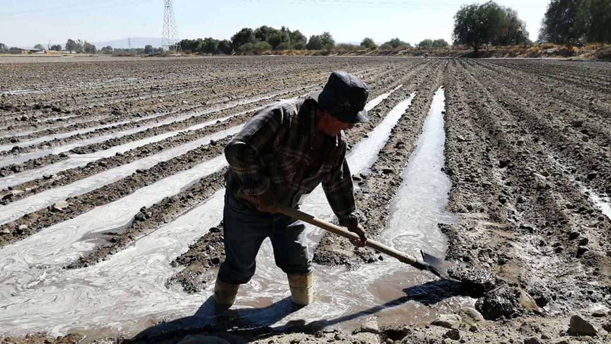 La Secretaría de Agricultura y Desarrollo Rural (Sader) anunció un incremento en los ‘Precios de Garantía’ para el 2022, con lo que se busca impulsar la producción de alimentos básicos