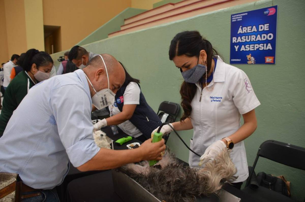 Para las mascotas, la Secretaría de Salud de Guanajuato inició de manera estatal las actividades de la Semana Nacional de Esterilización Quirúrgica Canina y Felina