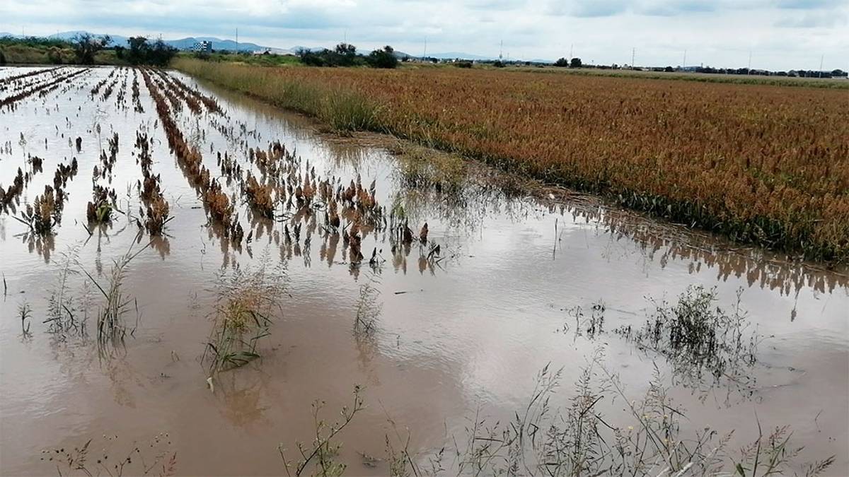 Por lo menos 4 mil hectáreas de cultivos se afectaron por inundaciones en porcentajes diversos, aunque las que sí registraron pérdida total, fueron entre 2 mil 500 y 3 mil del municipio de Abasolo