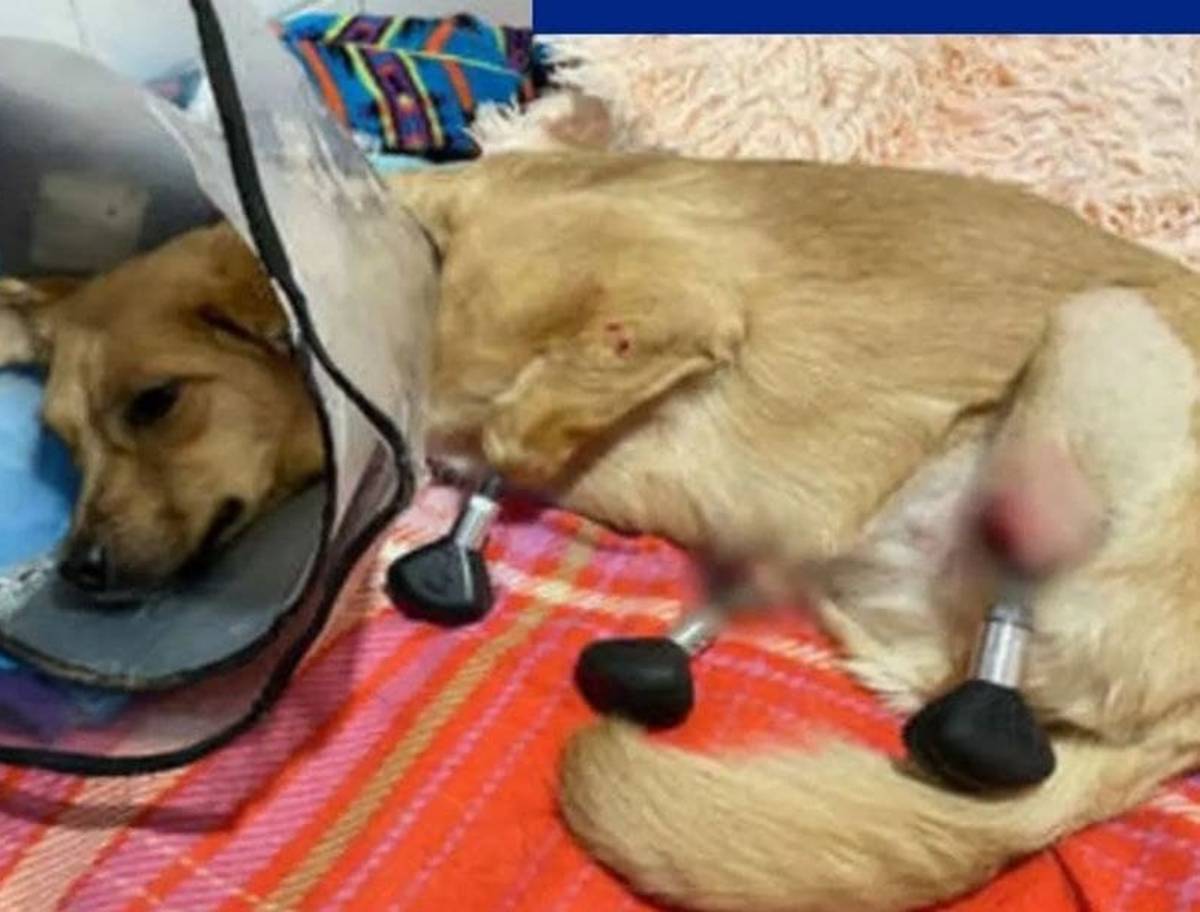 veterinarios de Novosibirsk (Rusia) realizó una intervención quirúrgica histórica, al implantar, por primera vez en el mundo, cuatro prótesis biónicas a un perra callejero que había sido víctima de maltrato.