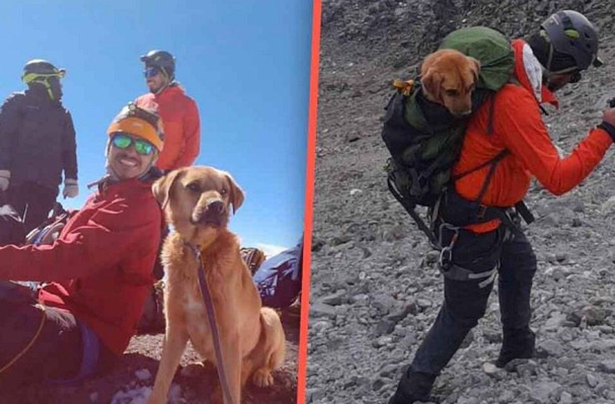 Un grupo de alpinistas rescató a un perro que se encontraba atrapado en la cima del Pico de Orizaba.