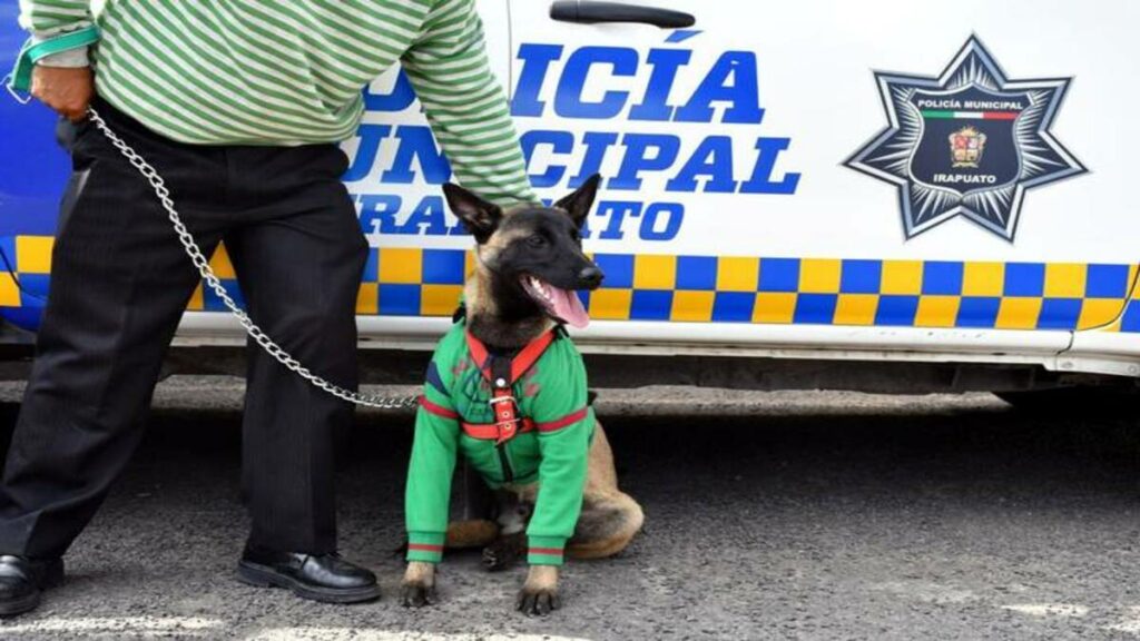 Un perro de la raza pastor belga malinois de siete meses de edad, llamado Nixon, fue dado en adopción por una familia de Irapuato para formar parte de la Unidad Canina K9 de la Policía Municipal.