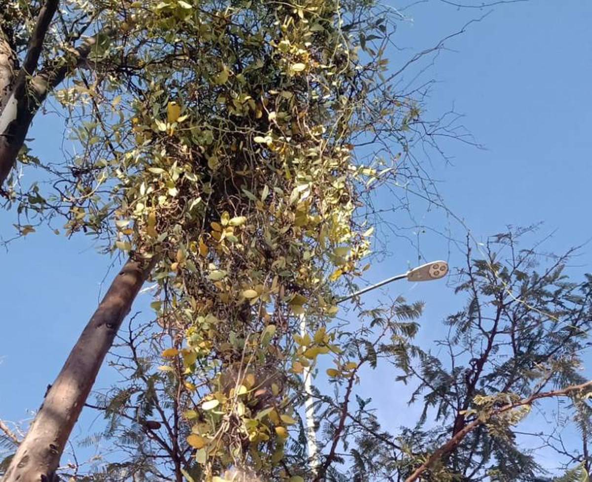 Decenas de árboles de León han sido invadidos de muérdago, una planta parásita considerada plaga por ser capaz de destruirlos