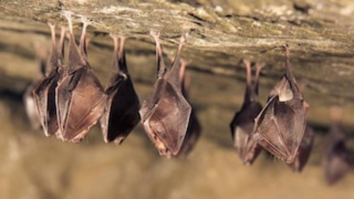 Al parecer la teoría de que el COVID-19 viene de los murciélagos se ha retomado y es que una investigación francesa de la revista Nature revela que en efecto, el virus, podría tener origen en murciélagos