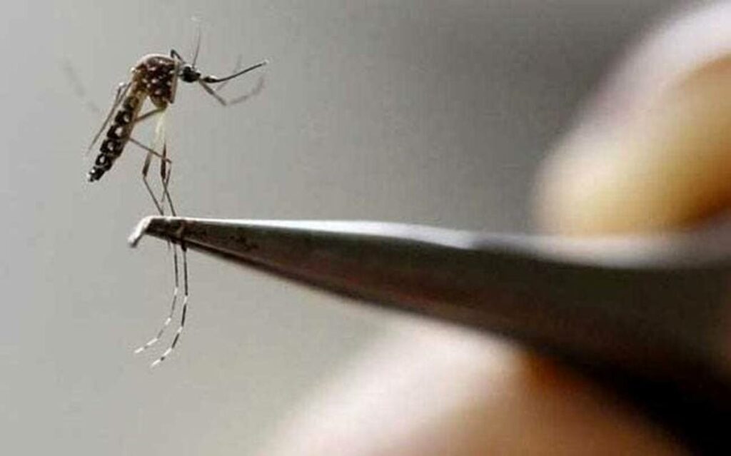 Brigadas de control larvario realizaron visitas para combatir la proliferación del mosquito transmisor del dengue.