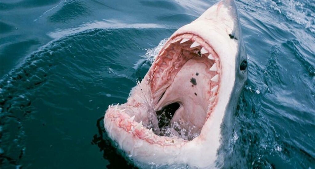 Un hombre perdió la vida tras ser atacado por un tiburón blanco de unos cuatro metros en una playa de Sidney, al sureste de Australia.