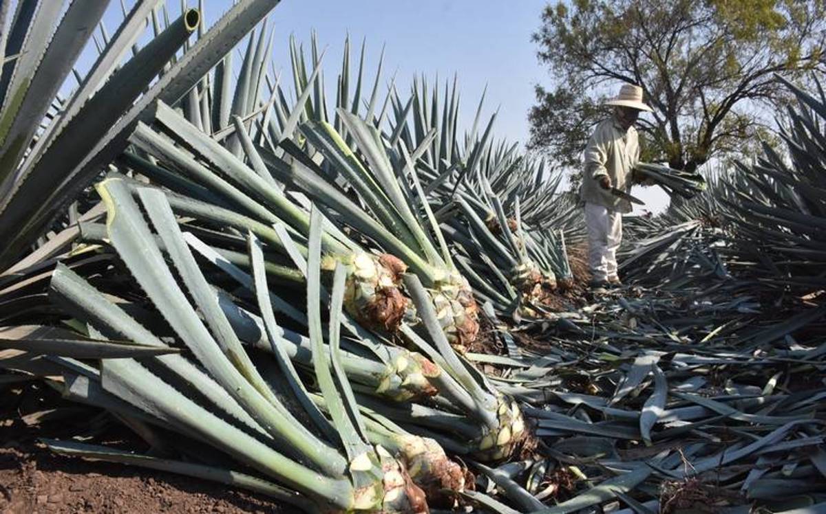 Los agricultores que decidieron cambiar el agave y tequila por los granos se enfrentan con un problema: grupos delincuenciales que no son del estado han comenzado a robarles sus plantíos.