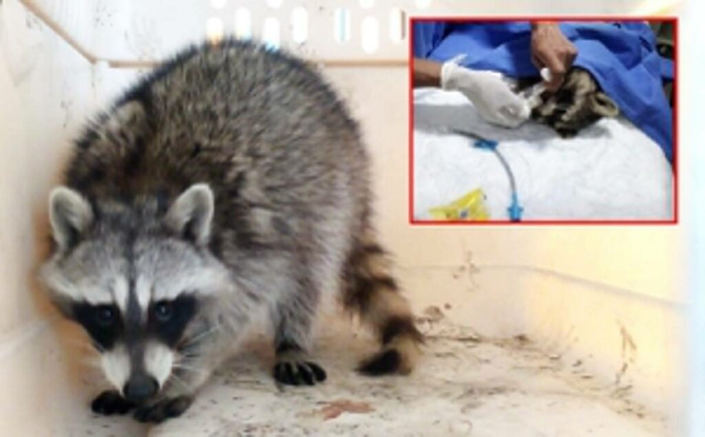 PROFEPA en Guanajuato informó sobre el rescate y atención médica veterinaria de un mapache mal herido.