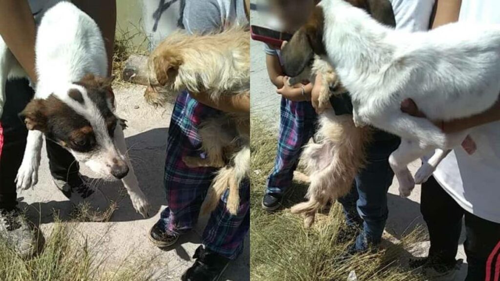 Bomberos rescataron a dos perros que se encontraban en un domicilio en estado de abandono en Celaya.