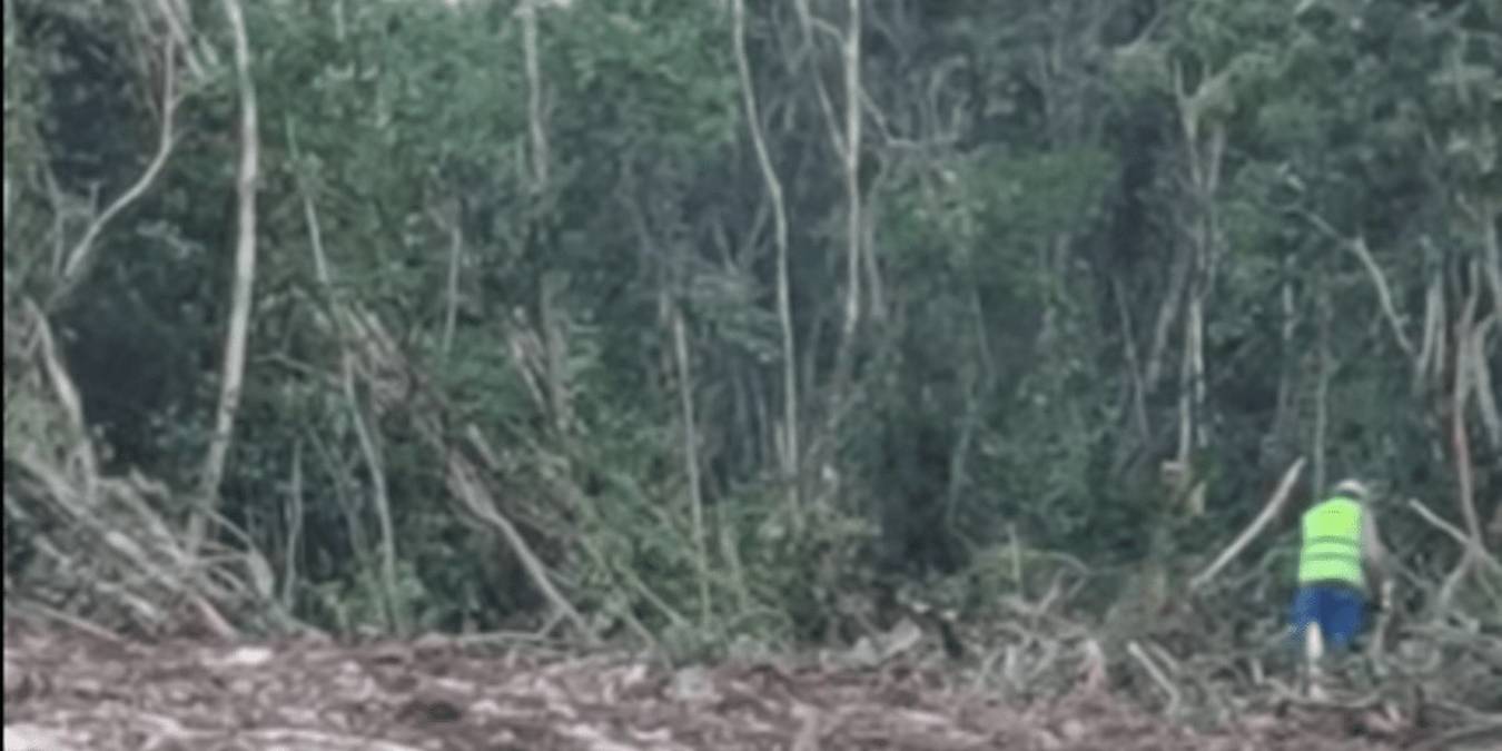 Confirman que el desmonte de selva documentado por asociaciones ambientales corresponde al nuevo trazo del Tren Maya.