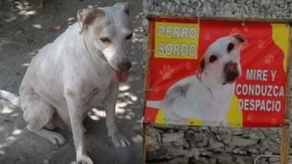 En Yucatán vecinos cuidan a un perro sordo, piden a automovilístas que lo protejan con carteles.